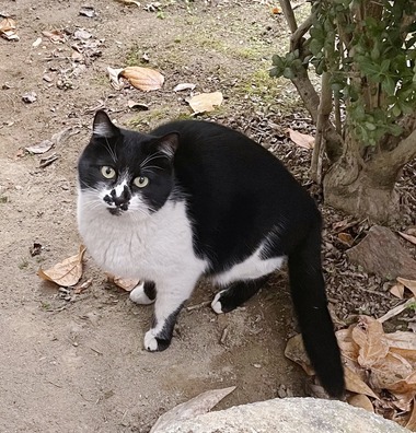 にゃんこ