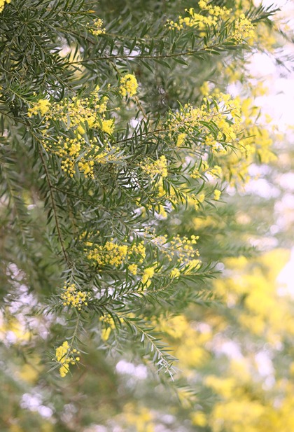 ������ʪ��