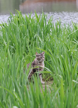 にゃんにゃん