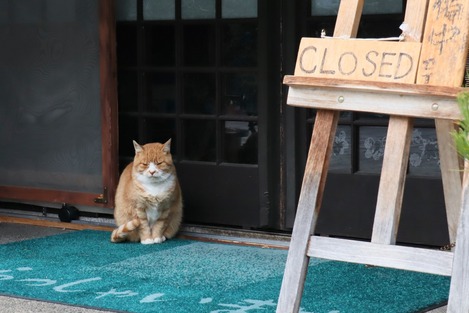 高山にゃんこ
