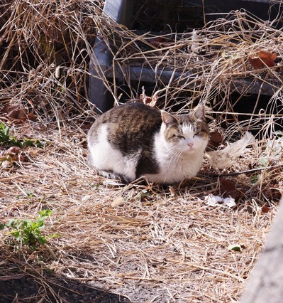 にゃんこ