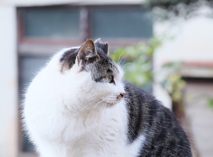 にゃんこ