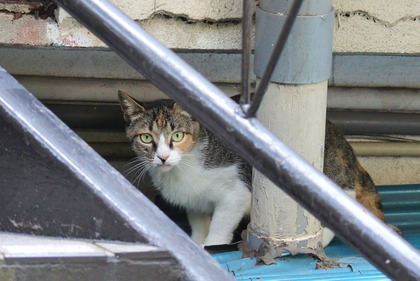 ¤ß¡Á¤Ä¤±¤¿¡ª