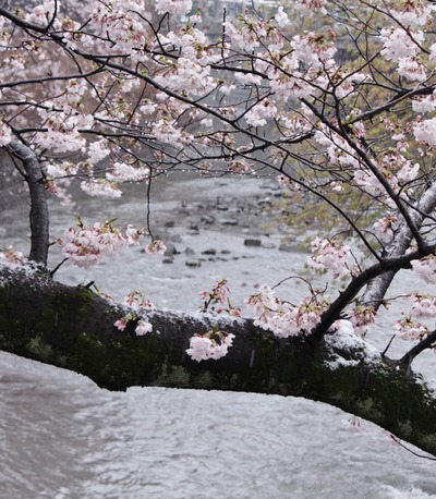 雪と桜
