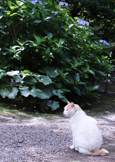 にゃんこ