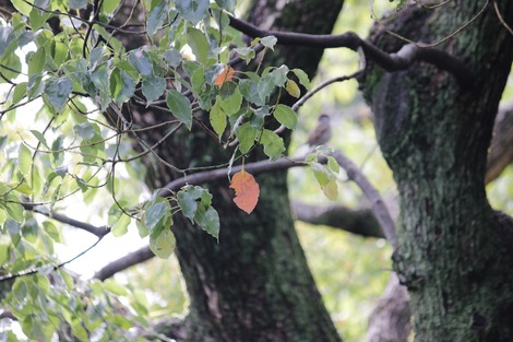 紅葉