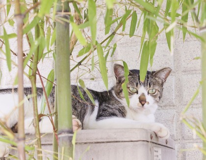 にゃんこ