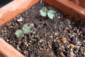 �ʥ������塼��