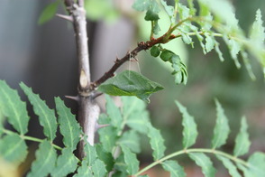 �椺˷����