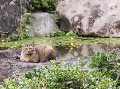 にゃんこ
