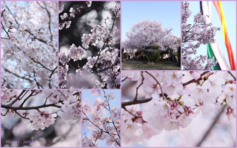 お寺の桜 2022