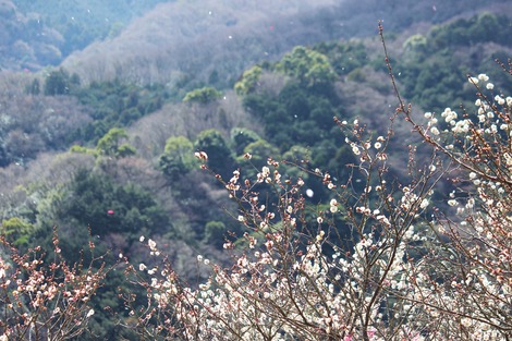 幕山梅林