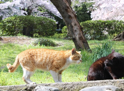 ���ȣ��˥��