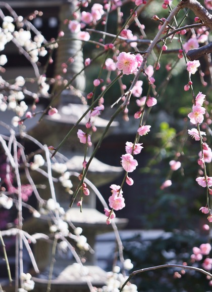 常立寺