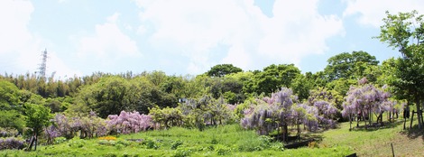 横須賀しょうぶ園