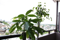 �ѥ���ȥ٥�����