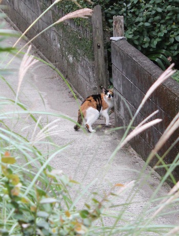 西方三毛ちゃん