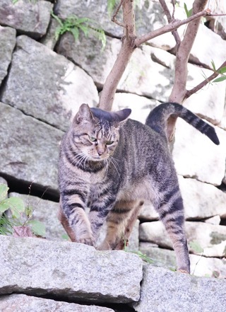 にゃんこ