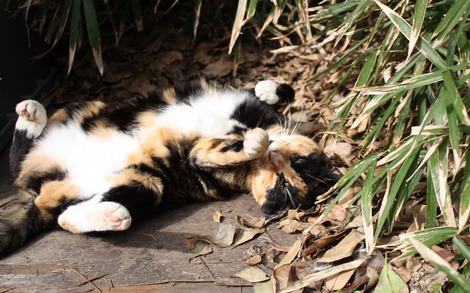 ������ͤ�