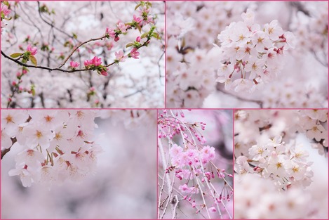 カリンと桜