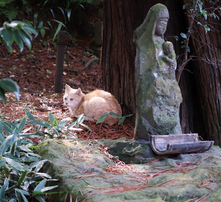 にゃんこ