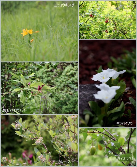 箱根湿性花園