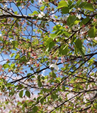 桜