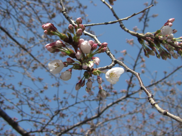 Sakura-2