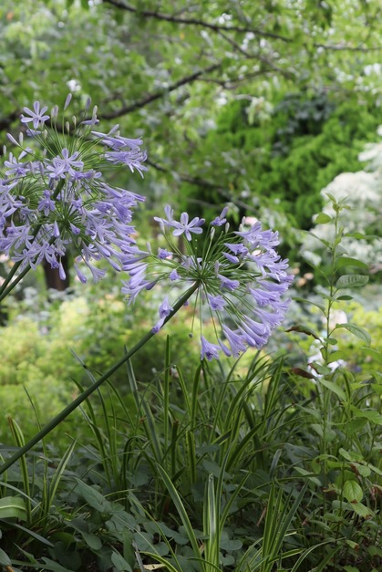 �����ѥ󥵥�