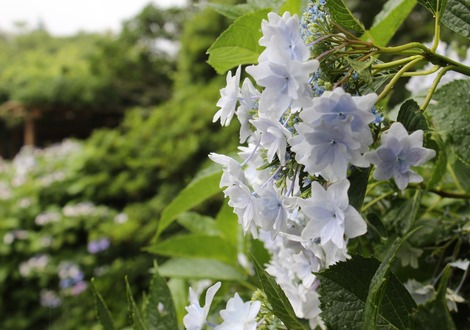 紫陽花