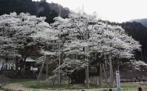 薄墨桜