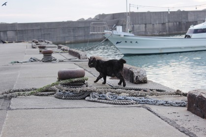 港のねこ