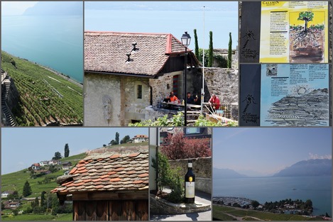 Lavaux