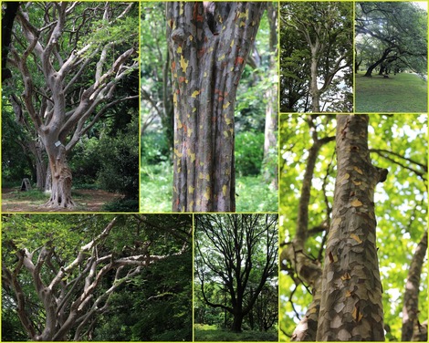 小石川植物園