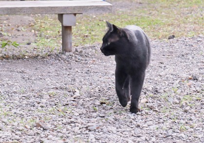 にゃんこ