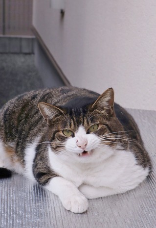 にゃんこ