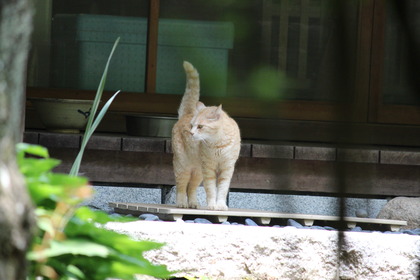 にゃんこ