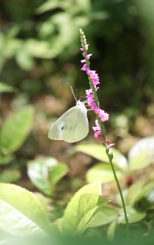 �ͤ��֤�����ĳ