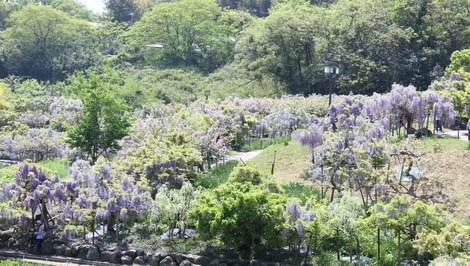 横須賀しょうぶ園