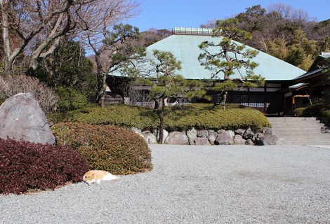 浄妙寺のモモちゃん