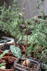 ���ܥ���