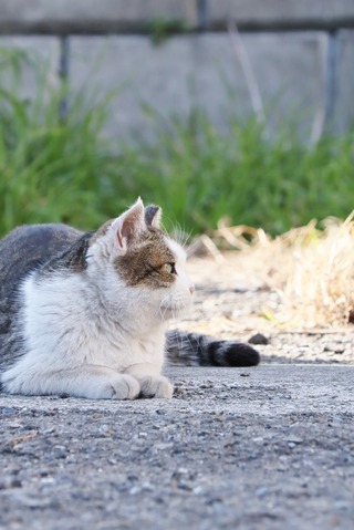 にゃんこ
