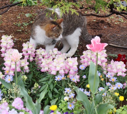 お花畑のニャーちゃん