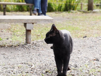 称名寺のねこ
