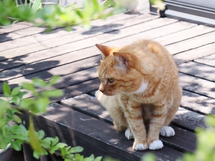 にゃんこ
