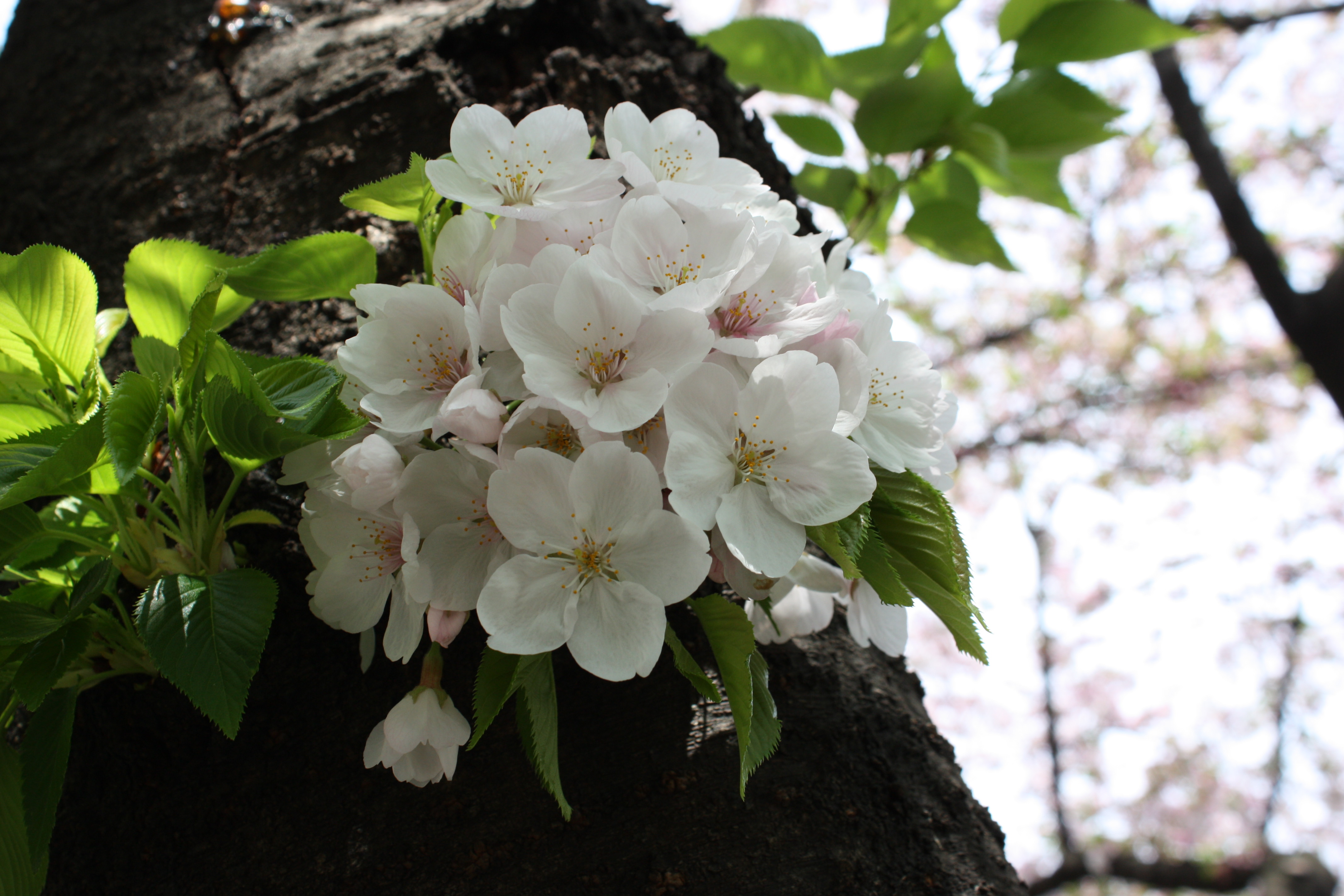 桜