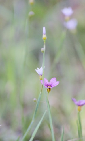 庭石菖