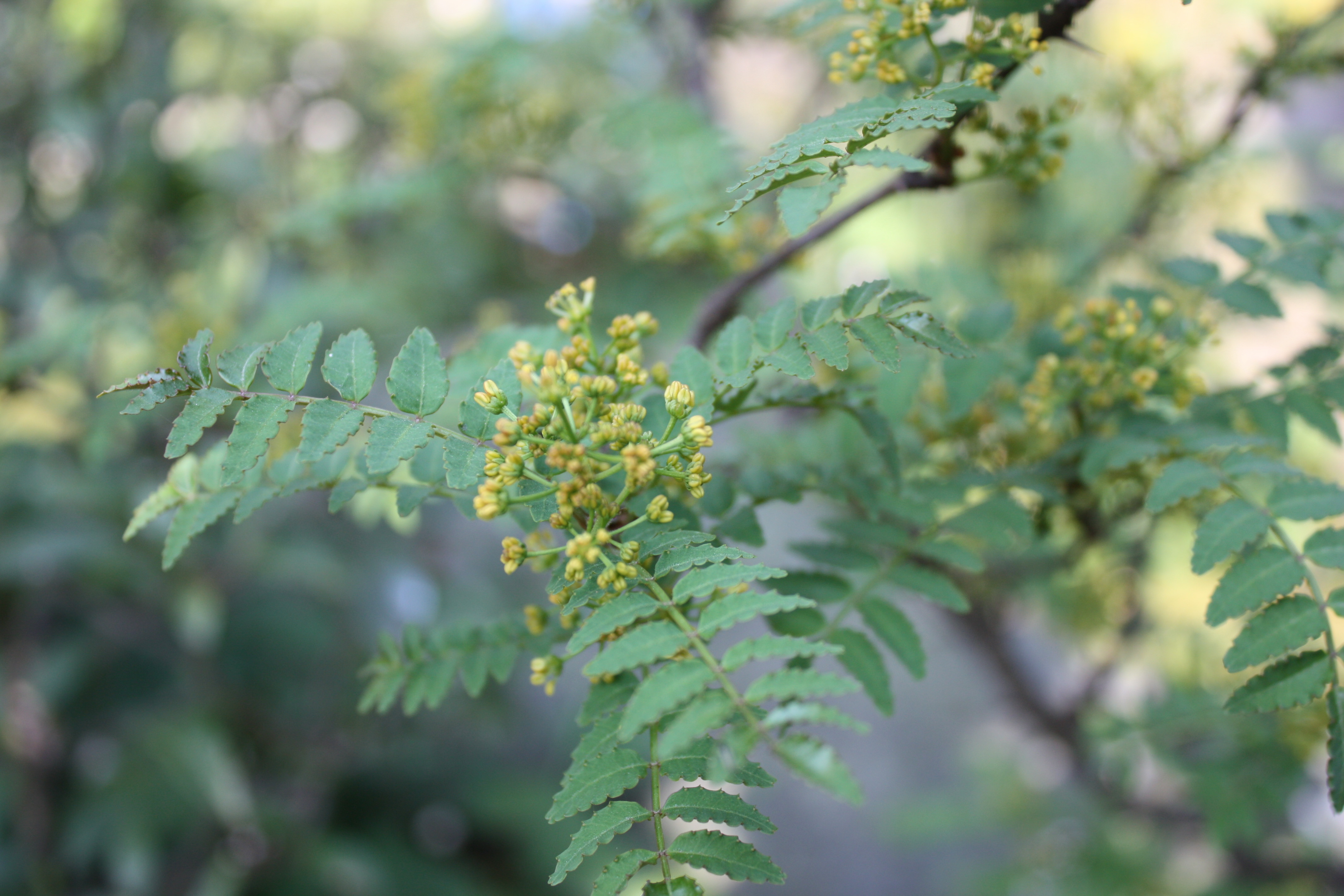 山椒の花