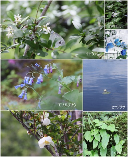 湿性花園