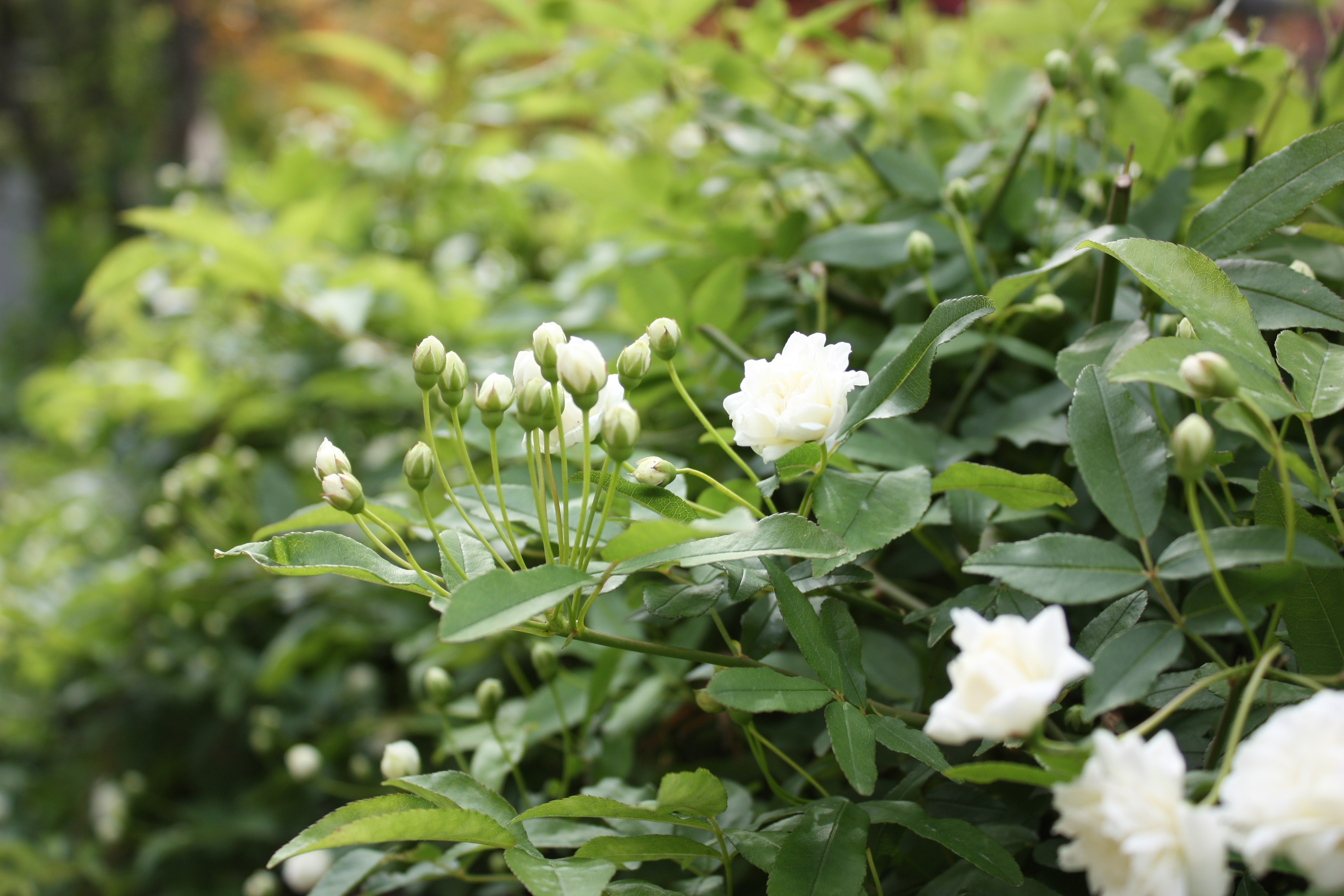 ��å����Х�-��